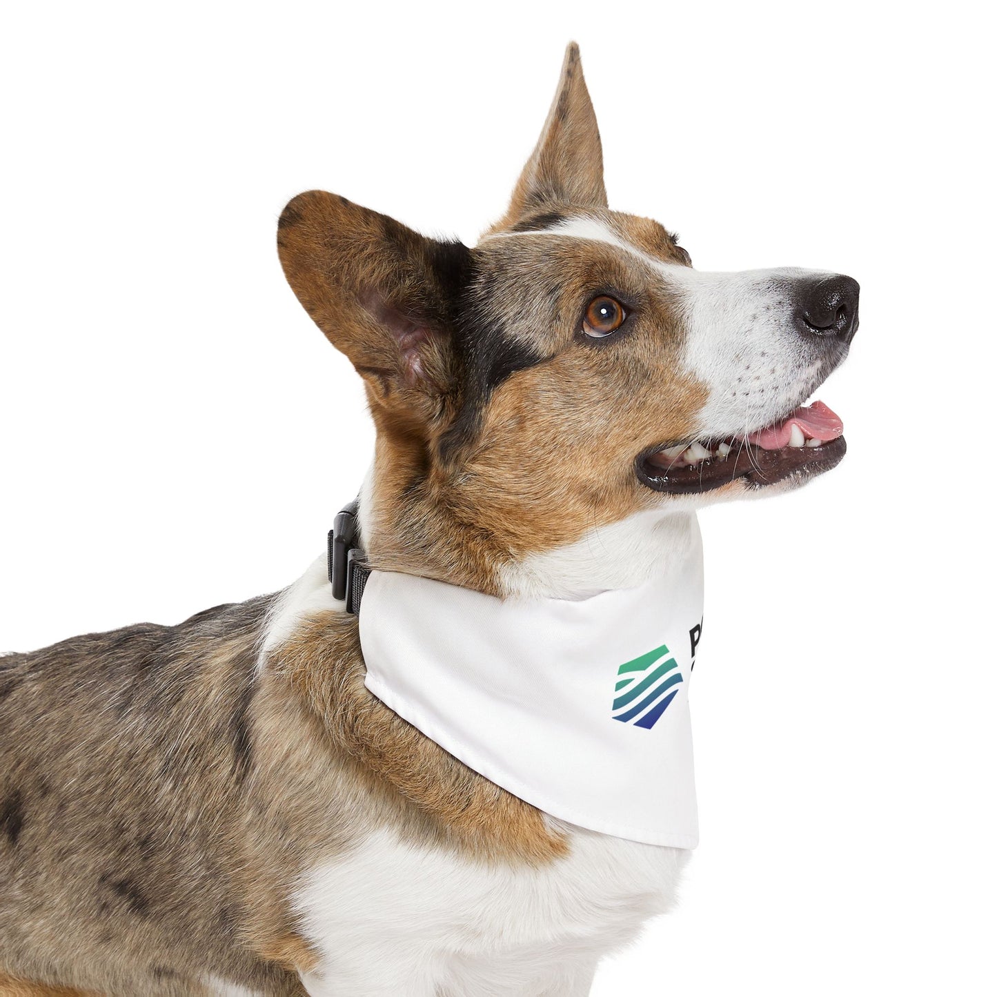 Pet Bandana Collar - Experiences